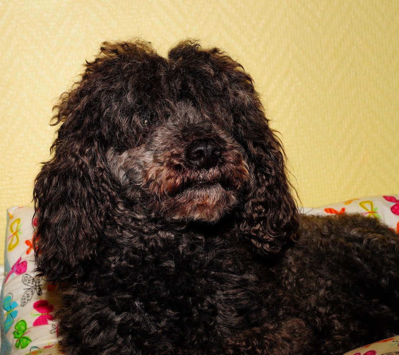 The Best Grooming Techniques for Poodles